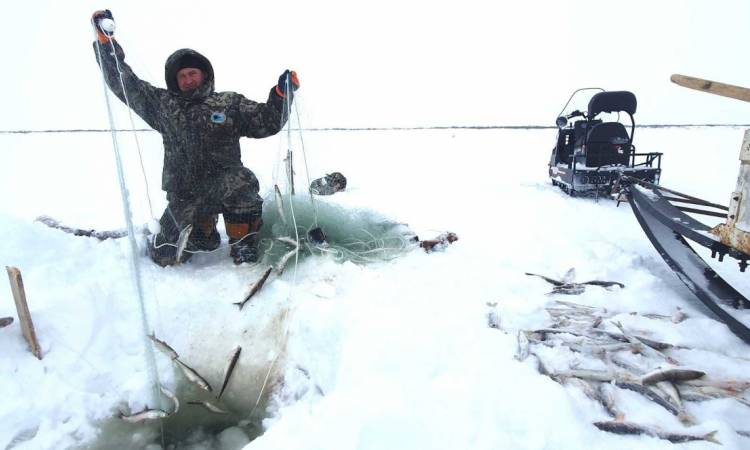 Изучение запасов корюшки в бассейне Енисея