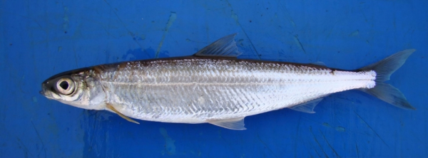 В Красноярском филиале ГНЦ РФ ФГБНУ ВНИРО провели подсчёт численности тугуна в бассейне р. Енисей.